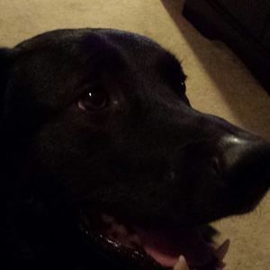 Meet your Posher, Leo